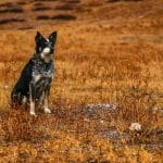 Breakthrough Strategies for Traveling with Pets Internationally