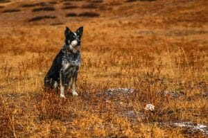 Breakthrough Strategies for Traveling with Pets Internationally
