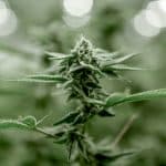 Designing Careers That Breathe, Grow, and Transform